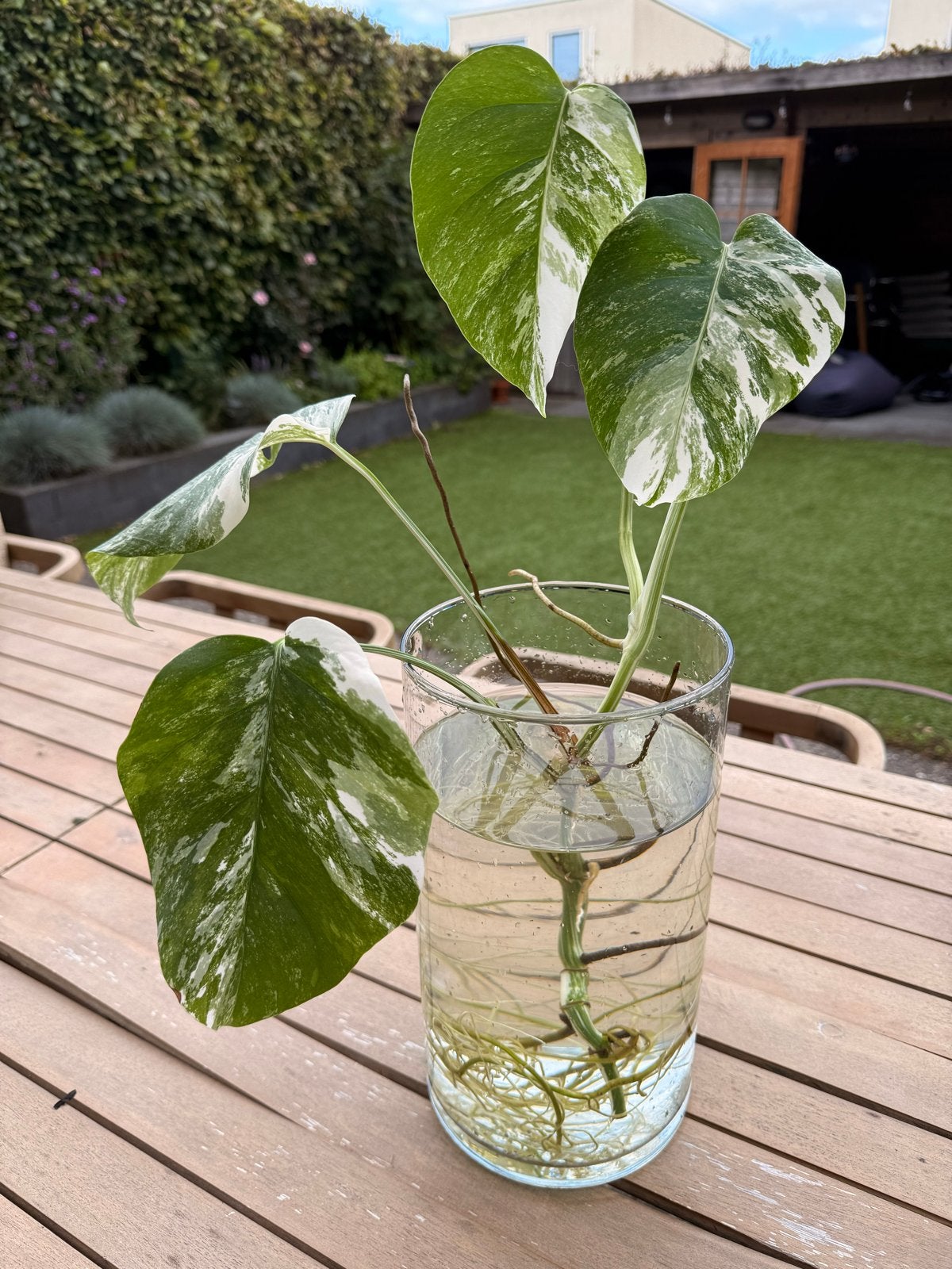 Monstera Albo Variegata - Prachtige Witbonte Kamerplant, Huis en Inrichting, Ophalen, Overige soorten, Halfschaduw, Minder dan 100 cm