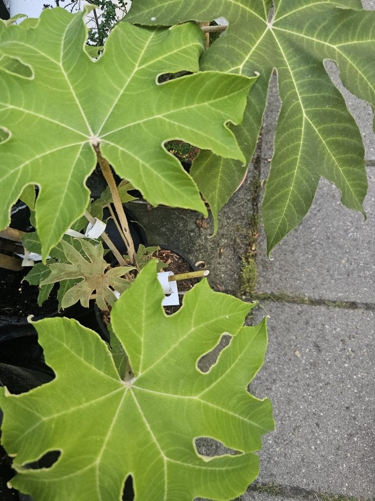 Tetrapanax papyrifera Rijstpapierplant exotisch jungle-plant, Overige soorten, Volle zon, Vaste plant, Ophalen of Verzenden