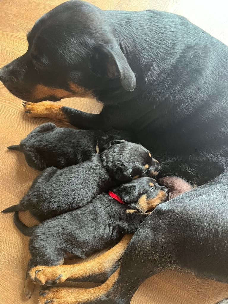 Rottweiler pups, Dieren en Toebehoren, Honden | Bulldogs, Pinschers en Molossers, 8 tot 15 weken, Parvo, Meerdere, Meerdere dieren