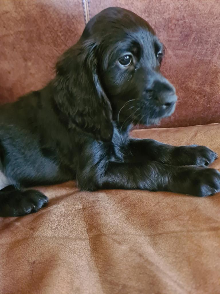 Setterpups te koop: 3 zwarte teefjes, 2 rode reutjes, Dieren en Toebehoren, Honden | Setters en Staande honden, 8 tot 15 weken