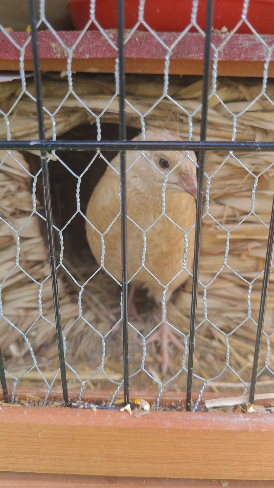 Mannen Pure Golden Italian Kwartel, Dieren en Toebehoren, Vogels | Overige Vogels, Mannelijk