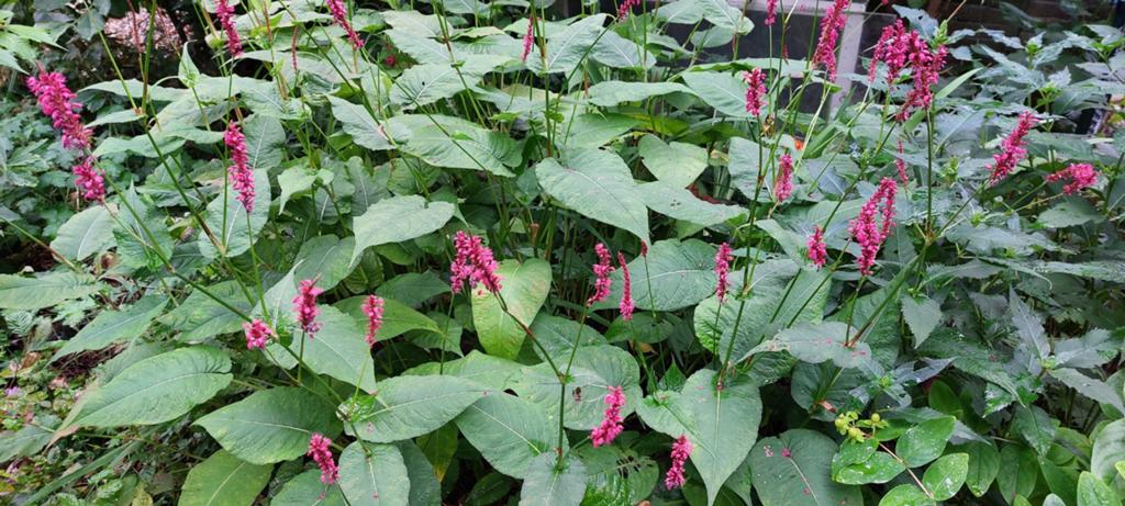 Duizendknoop / Persicaria / Adderwortel, Ophalen of Verzenden, Overige soorten, Volle zon