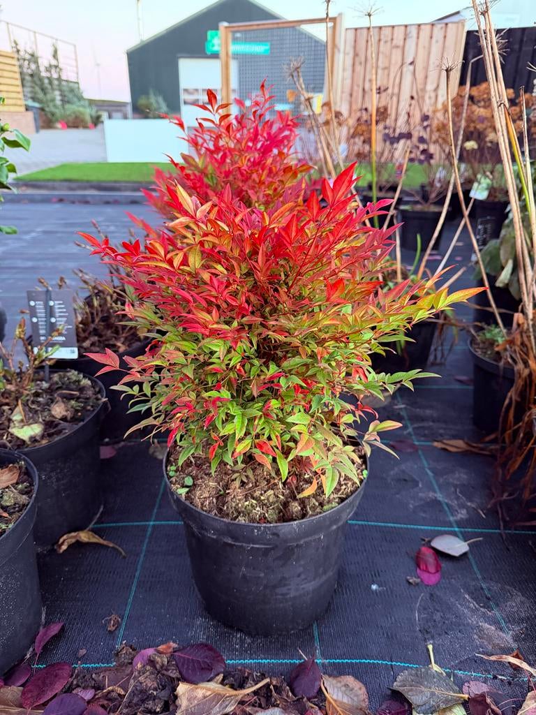 Nandina Domestica 'Obsessed' - Hemelse Bamboe, Tuin en Terras, Planten | Tuinplanten, Overige soorten, Volle zon, Vaste plant