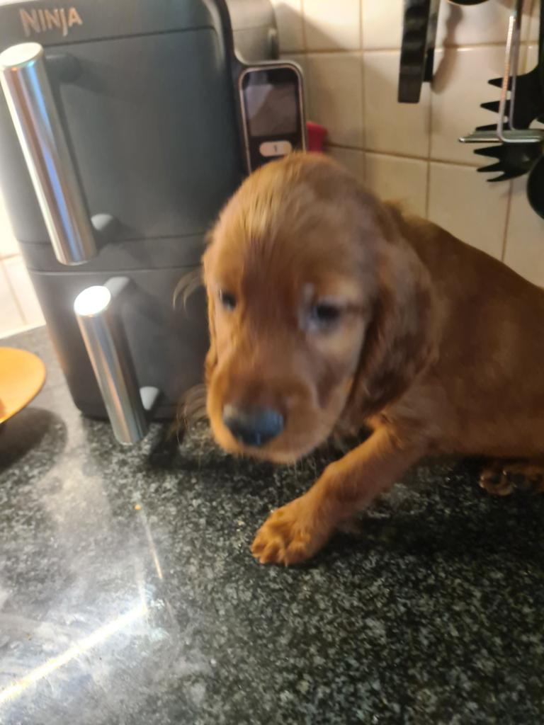 Setterpups te koop: 3 zwarte teefjes, 2 rode reutjes, Dieren en Toebehoren, Honden | Setters en Staande honden, 8 tot 15 weken