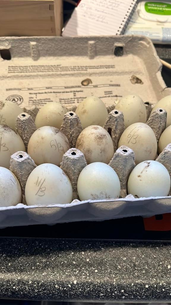 Loopeendeneieren en  pulletjes te koop, Geslacht onbekend, Eend
