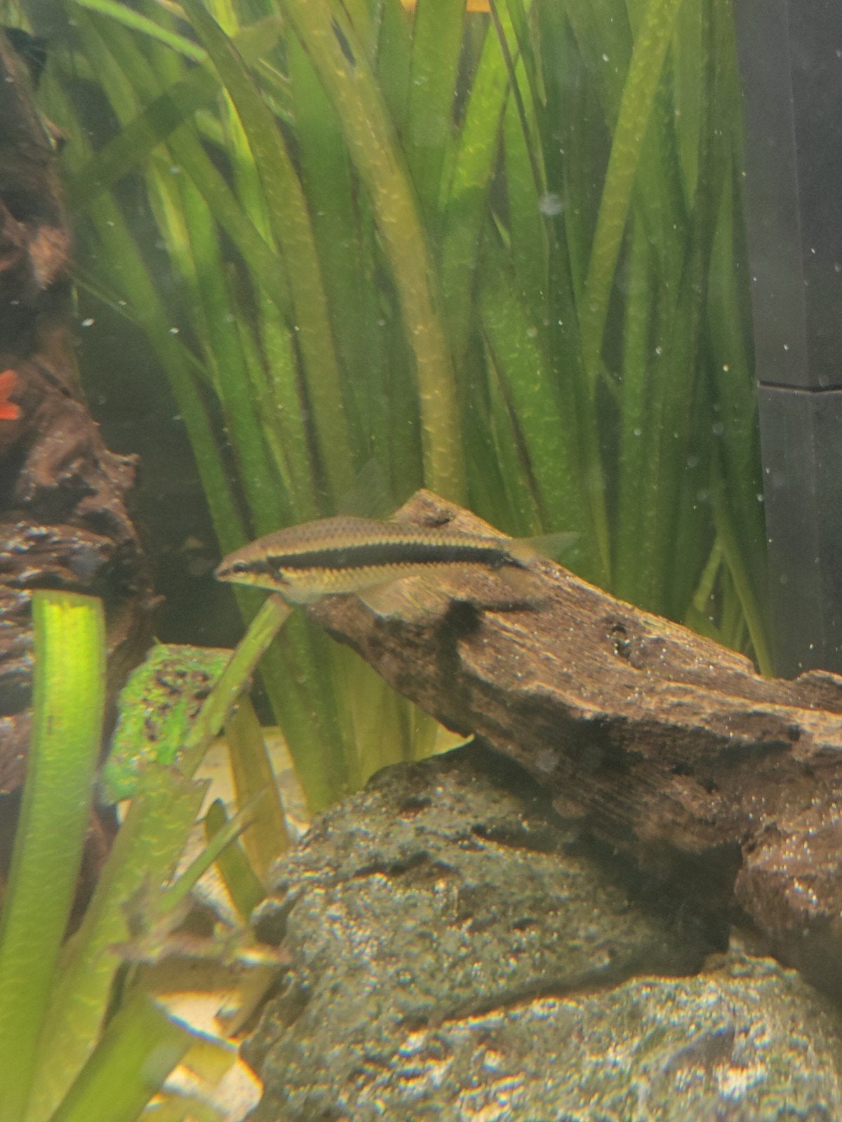 Siamese algeneter, Dieren en Toebehoren, Vissen | Aquariumvissen, Vis