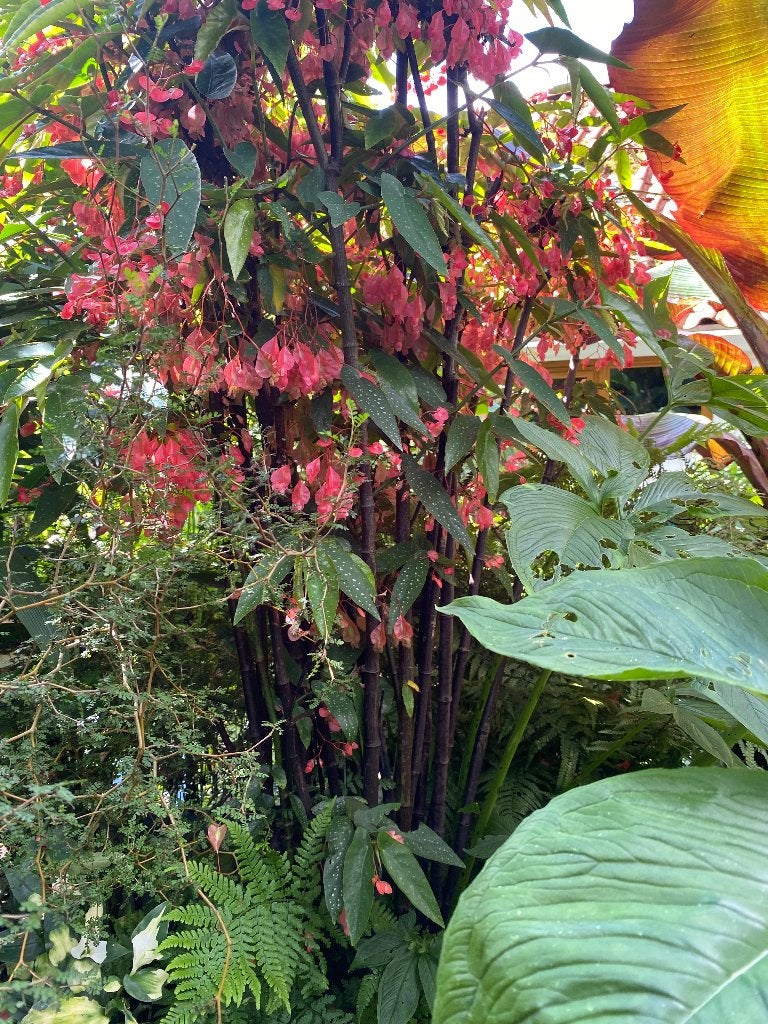 Begonia coccinea ‘Angel Wings’ – jonge planten, Volle zon, Vaste plant, Zomer, Ophalen