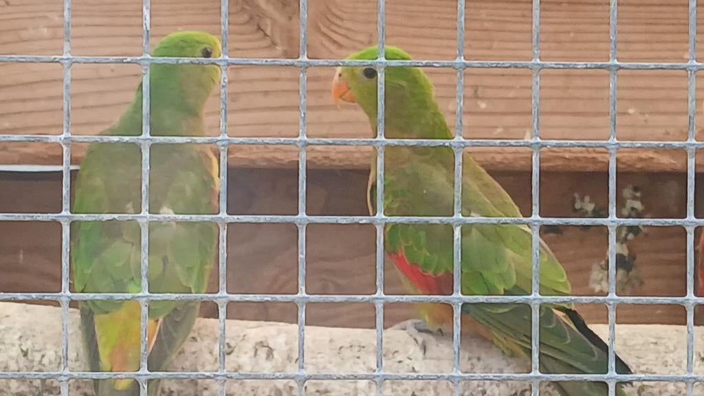 Roodvleugel parkiet, Dieren en Toebehoren, Mannelijk, Parkiet
