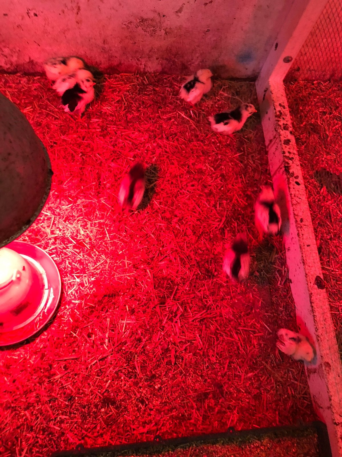 Lakenvelder kuikens, Dieren en Toebehoren, Meerdere dieren, Kip
