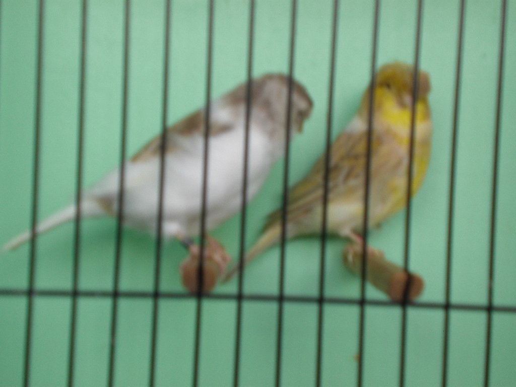 glosters, Dieren en Toebehoren, Meerdere dieren, Postuurkanarie