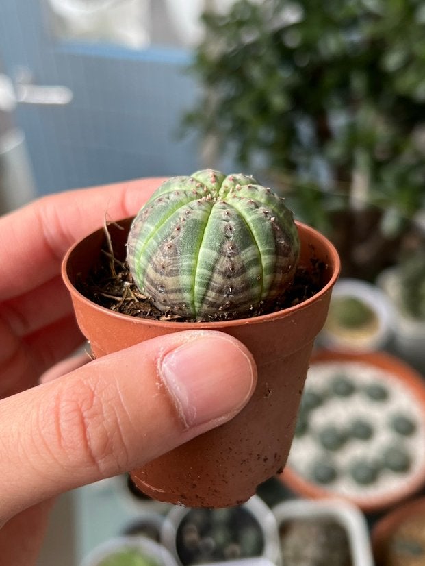 Euphorbia obesa (vetplant), Vetplant, In pot, Minder dan 100 cm, Groene kamerplant