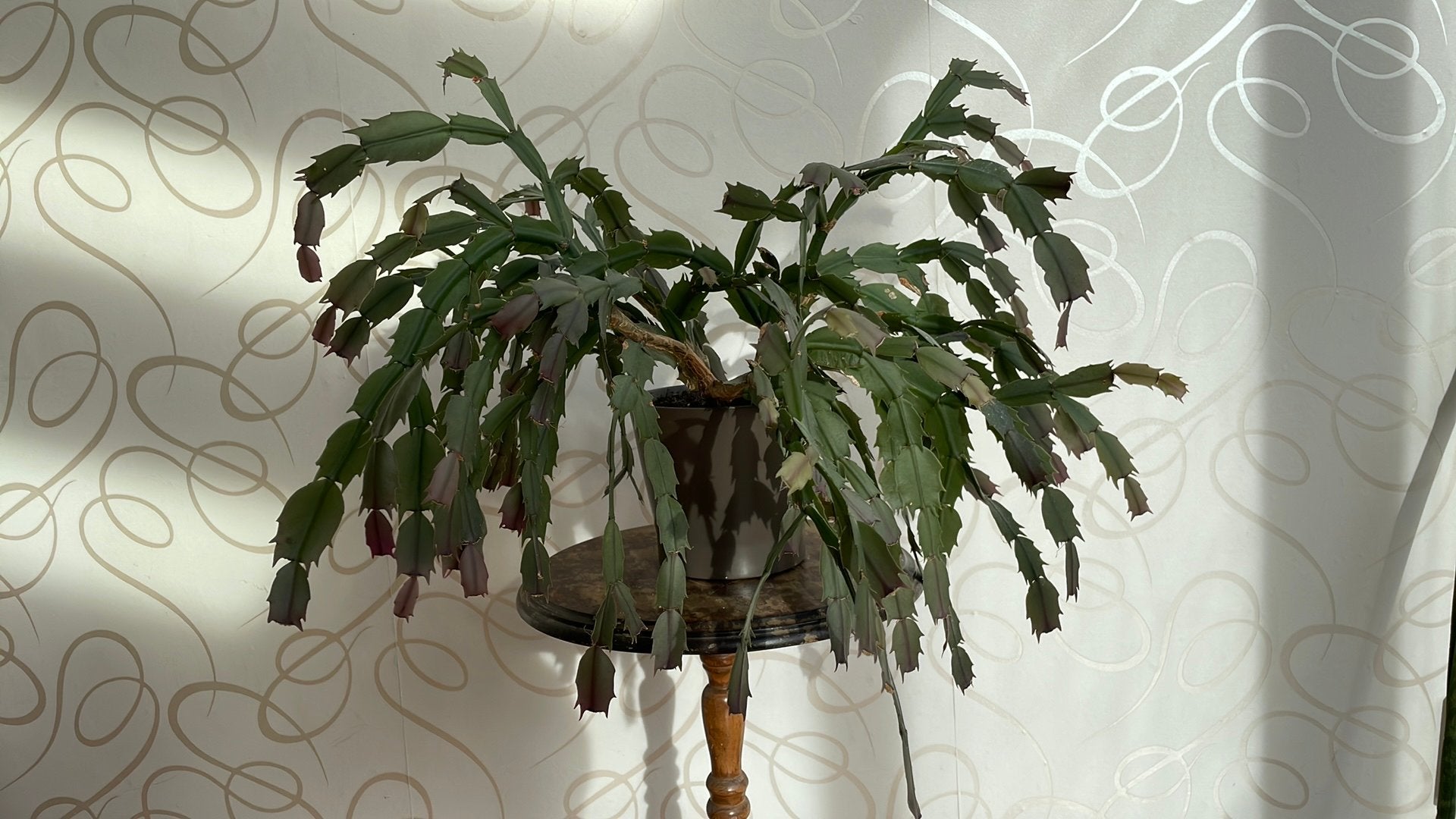Grote lidcactus 10 jaar oud, Huis en Inrichting, Ophalen, Halfschaduw, Minder dan 100 cm