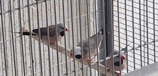 Een koppel spitstaart amadine te koop, Meerdere dieren