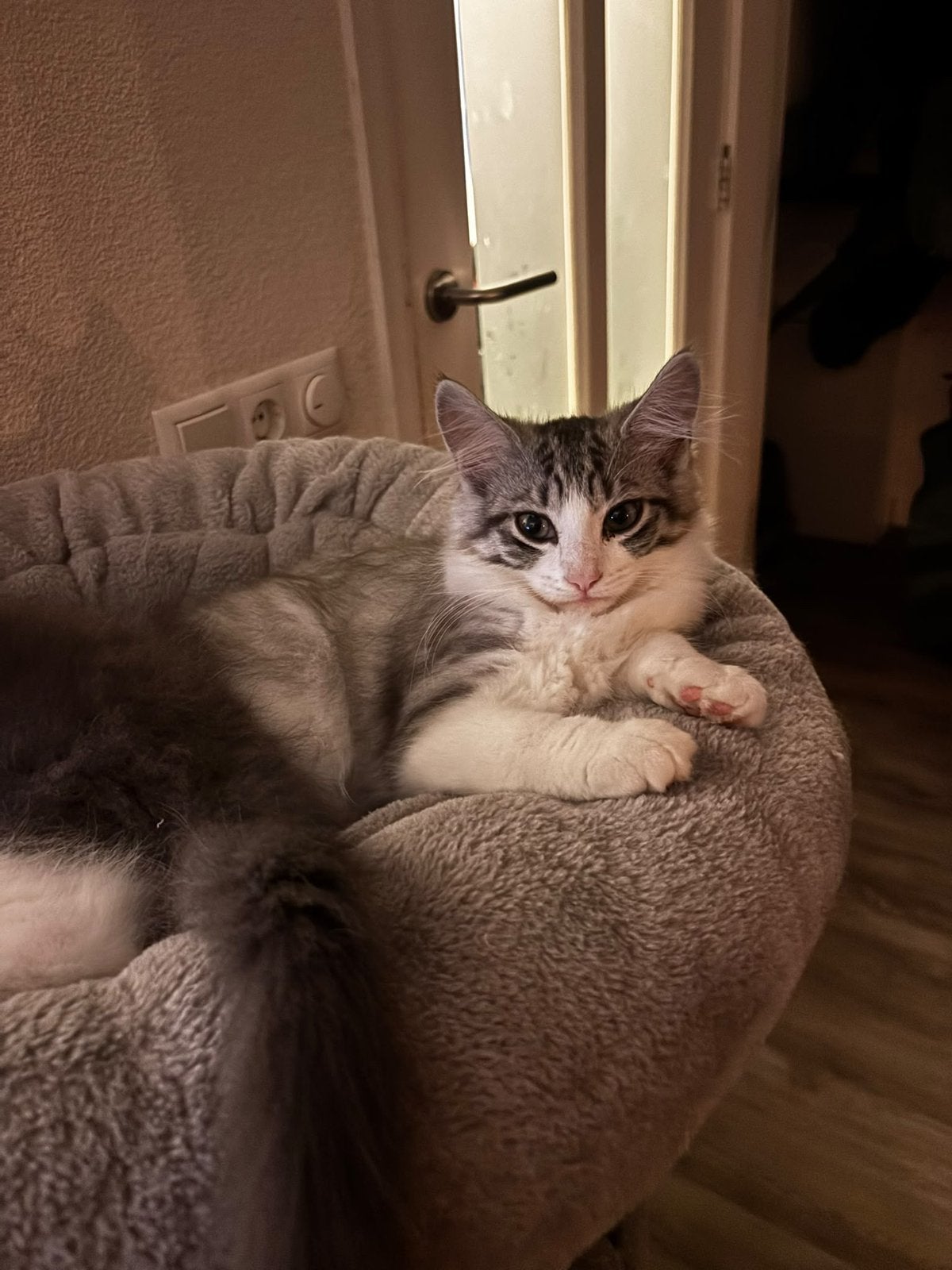 Nog 1 Mainecoon poesje. Mag verhuizen, Meerdere dieren, Ontwormd