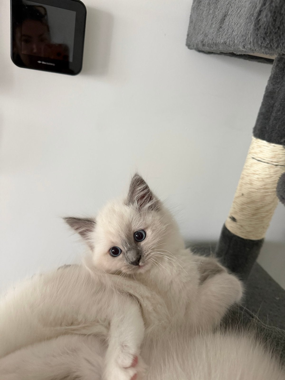 Foto 9 van Mooie Ragdoll kitten (poesje)