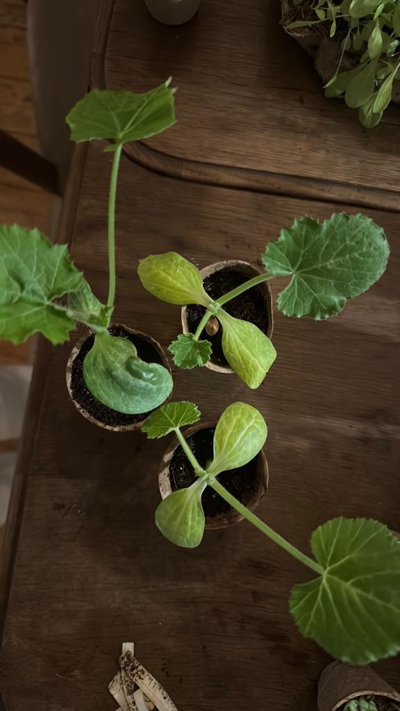 Biologische courgette plantjes, Ophalen, Eenjarig, Groenteplanten, Volle zon