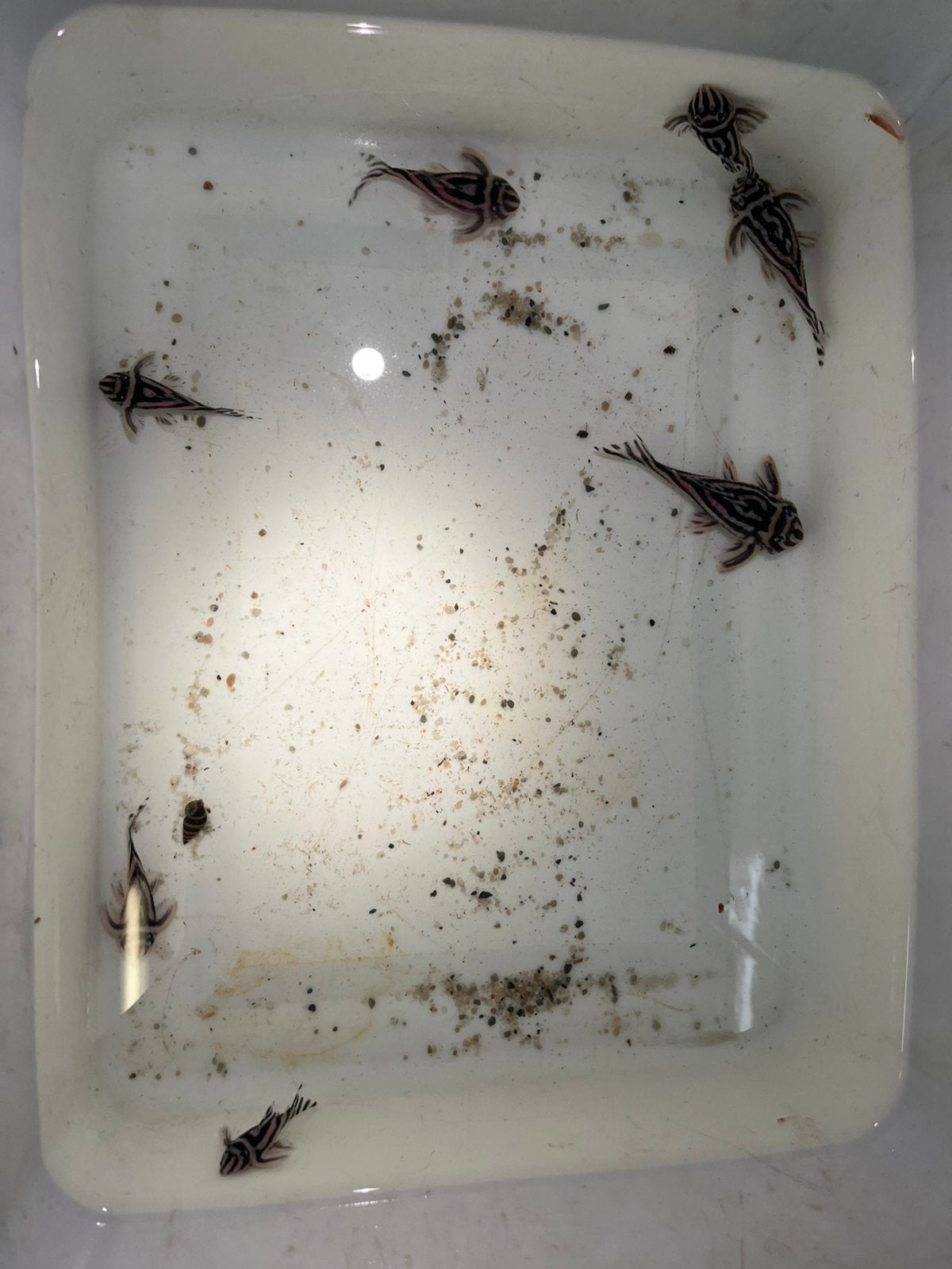 L46, Dieren en Toebehoren, Vissen | Aquariumvissen, Vis
