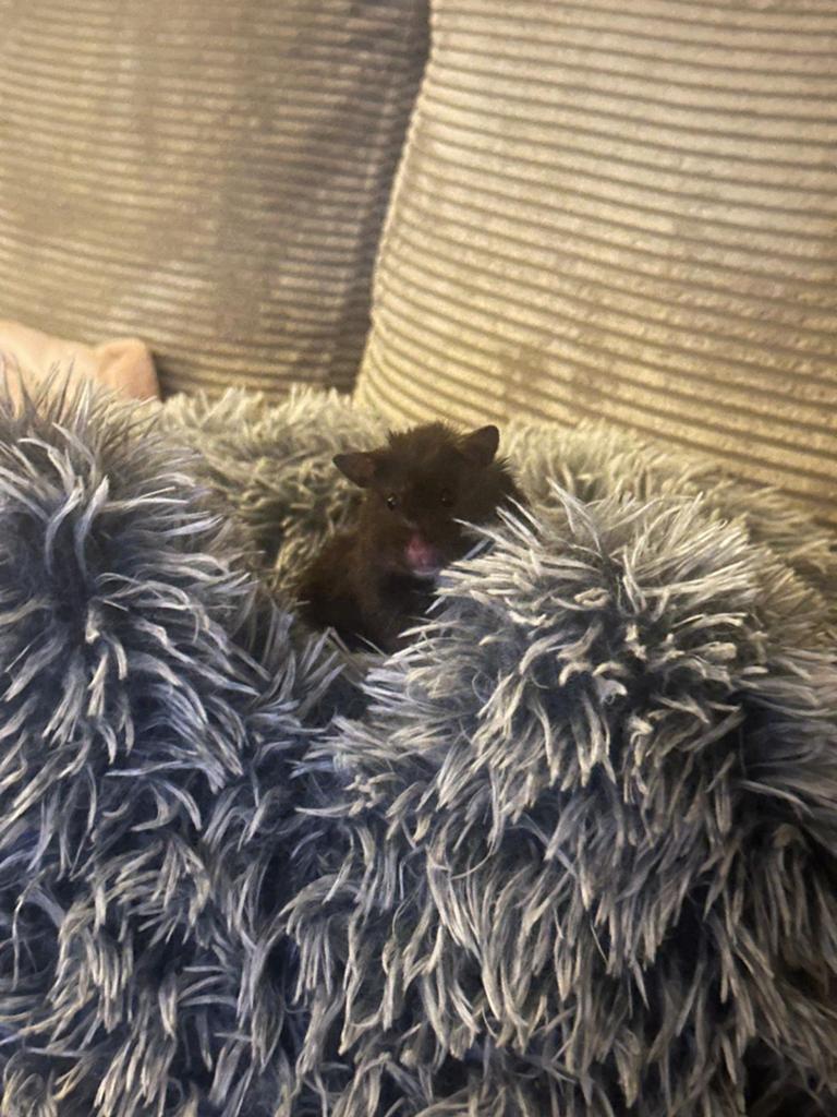 Hamster, Hamster, Vrouwelijk, Januari, Tam