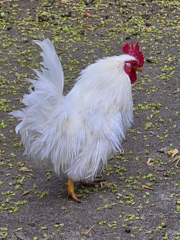 Witte zijdeveer serama haan, Dieren en Toebehoren, Pluimvee, Mannelijk, Kip