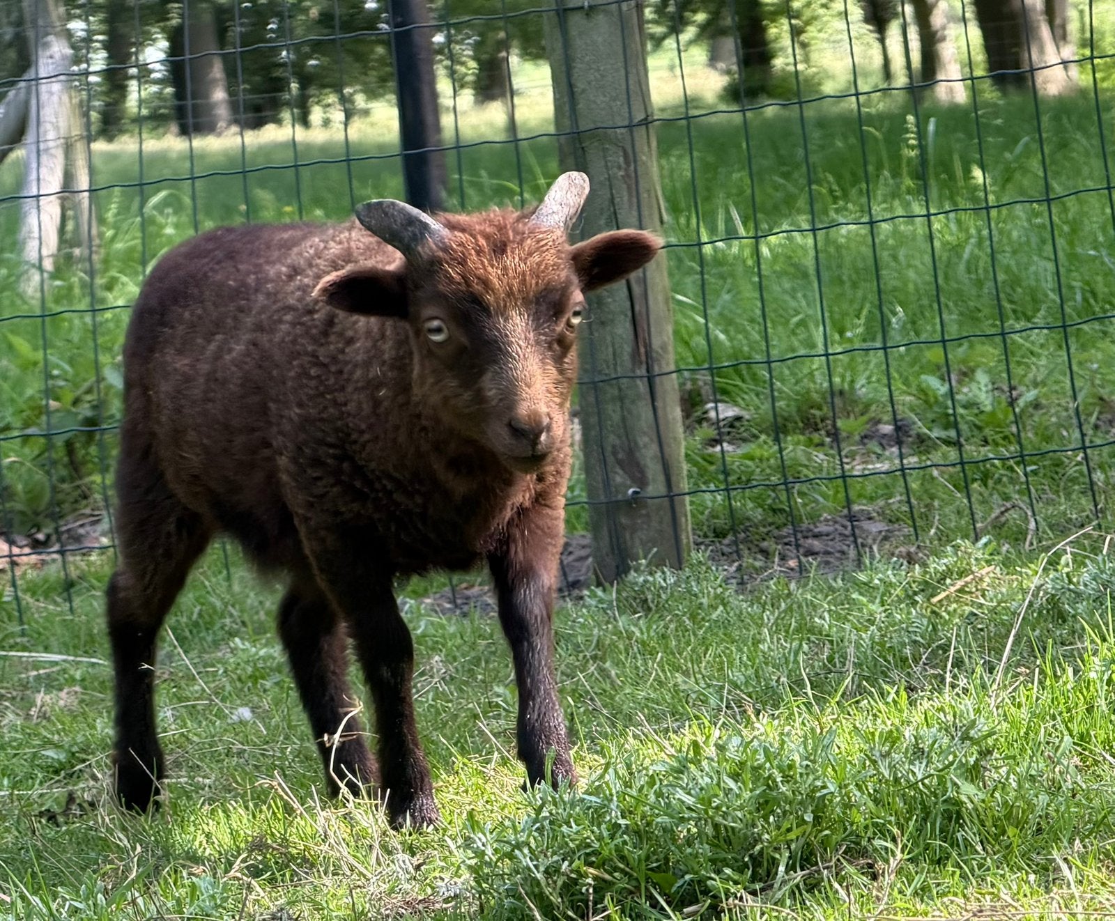 Ouessant ram, Dieren en Toebehoren, Mannelijk, Schaap