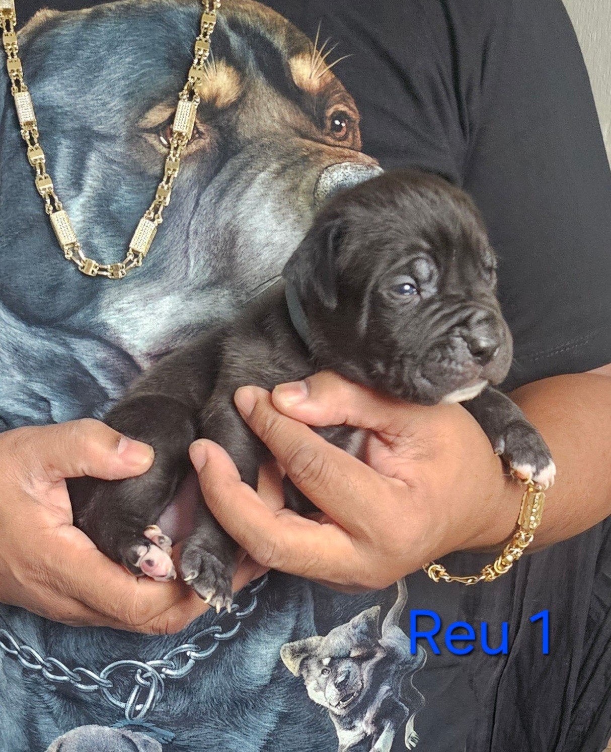Dogo Argentino x cane corso x Mastweiler, Overige rassen, 8 tot 15 weken, Meerdere, Meerdere dieren