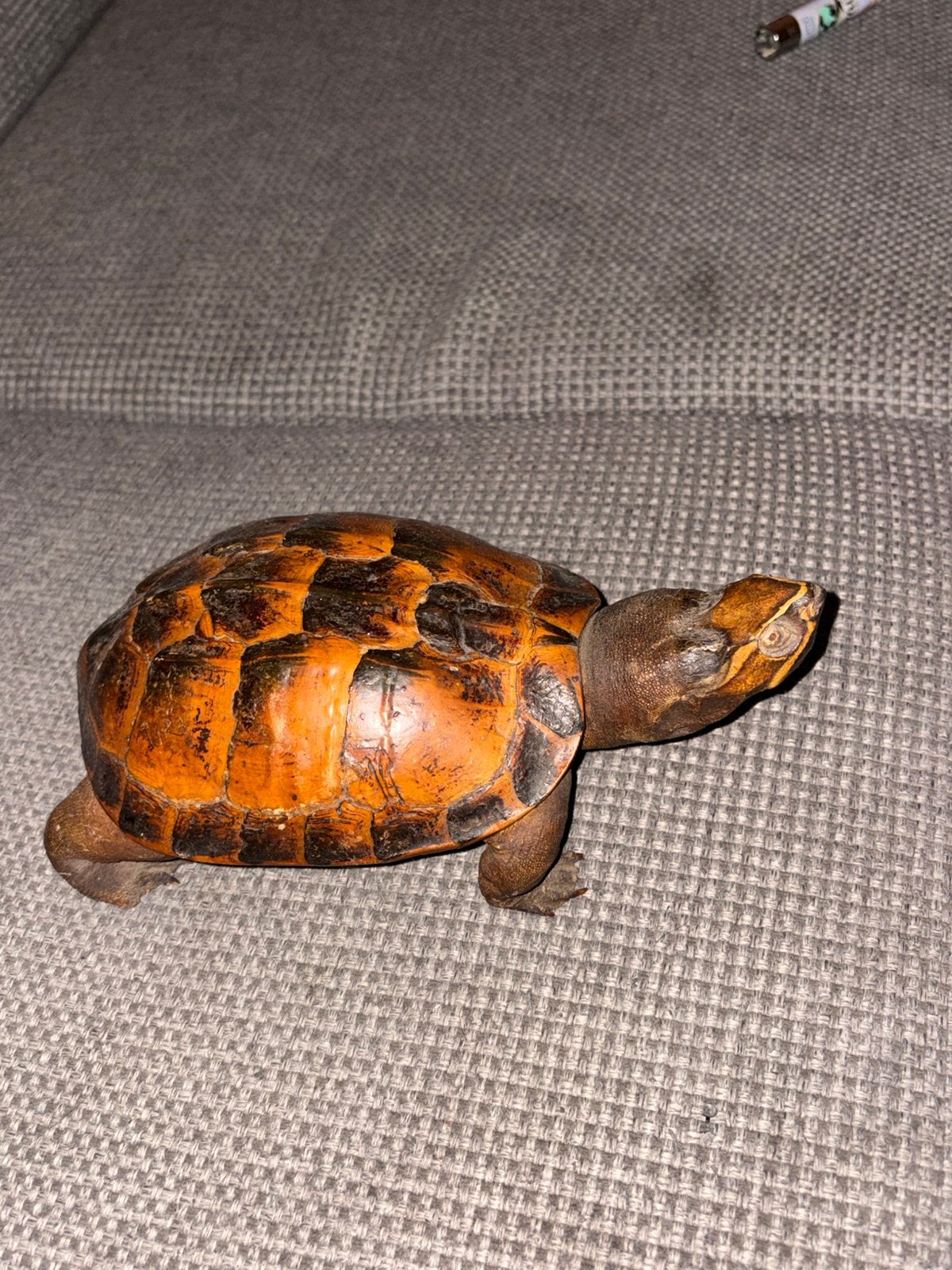 Antieke opgezette schildpad, Dieren en Toebehoren, Schildpad, 0 tot 2 jaar