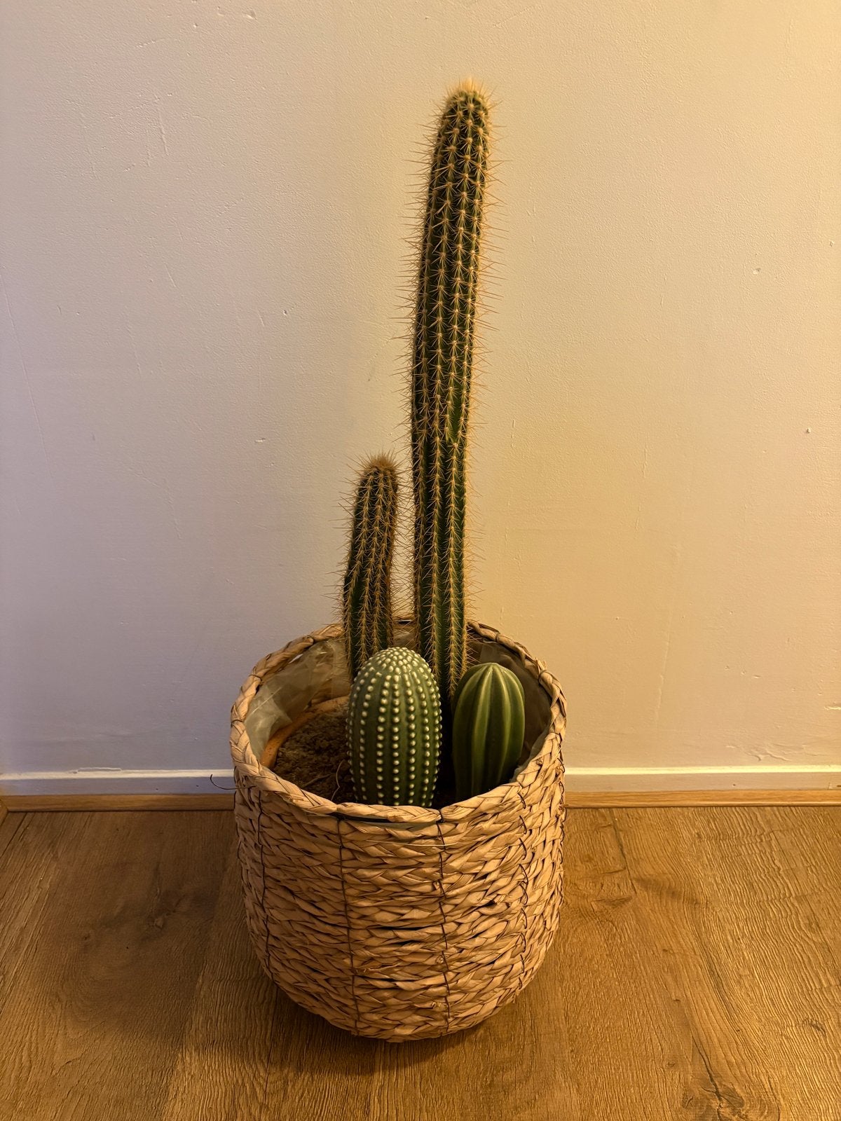 Cactus in rieten pot, Ophalen, Minder dan 100 cm, In pot, Cactus