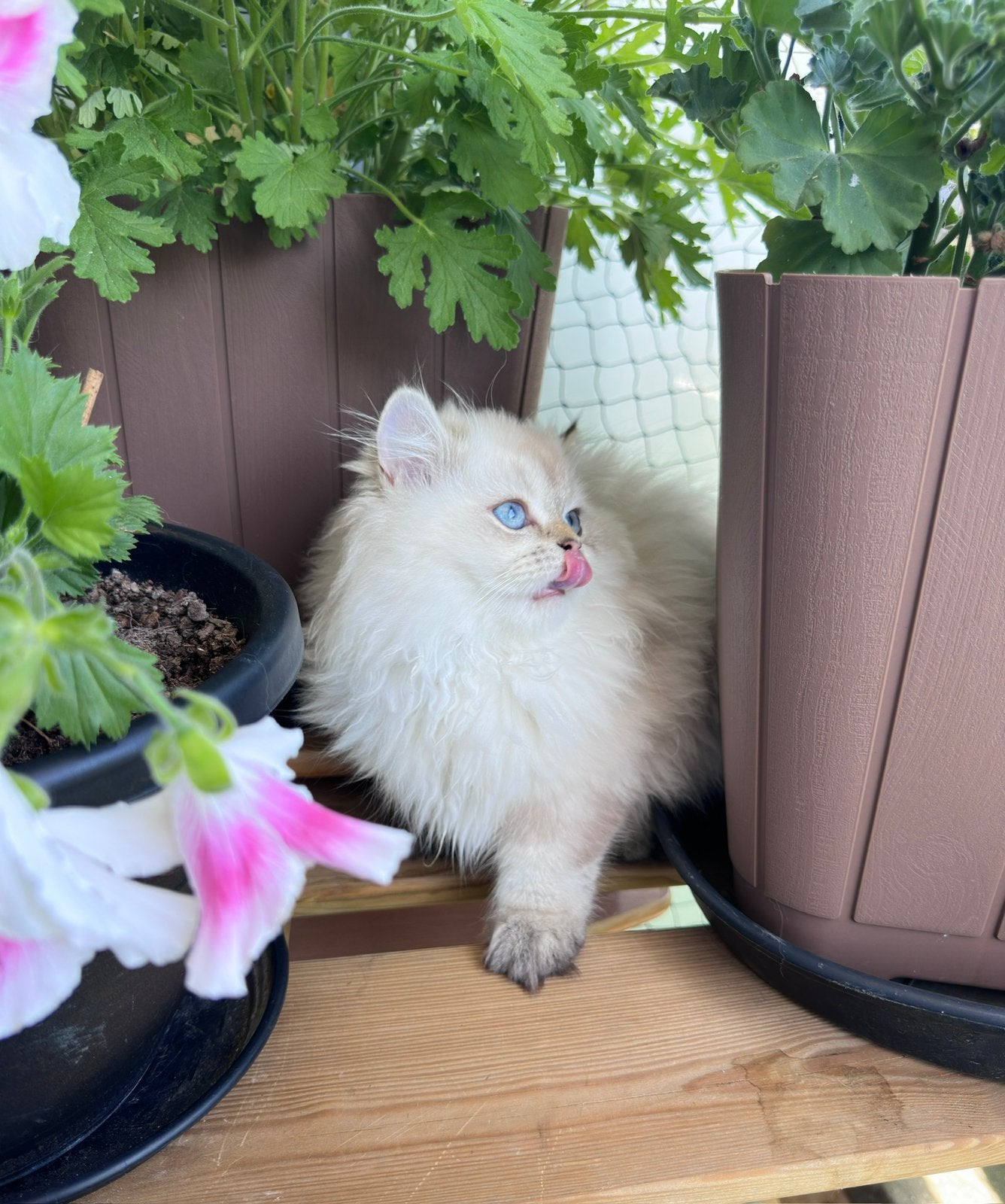 Britse  kort en Langhaar kittens met WCF Stamboom, Dieren en Toebehoren, Meerdere dieren, Met stamboom, 0 tot 2 jaar