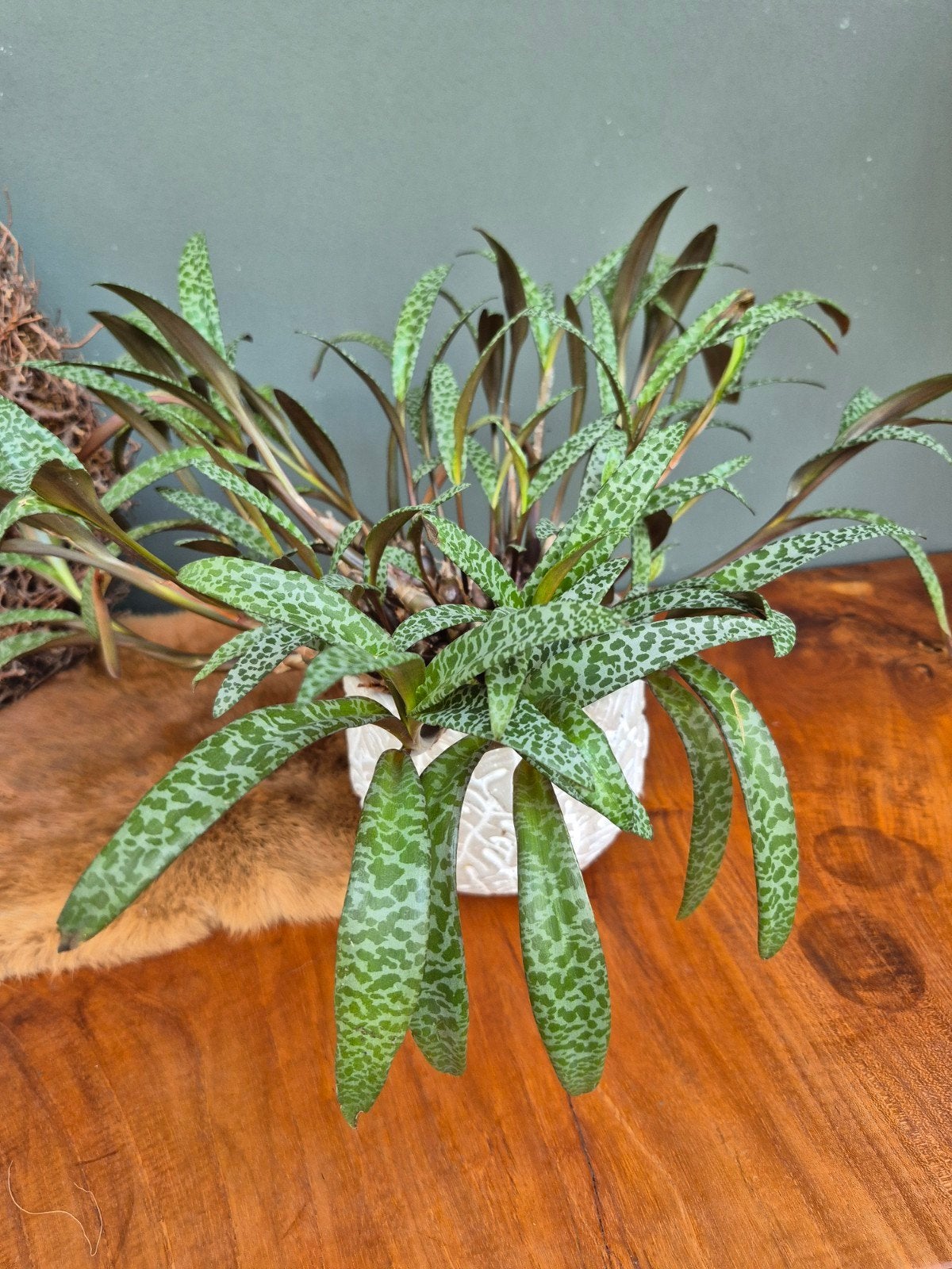 Leopard Lily (Ledebouria socialis) - zeldzame en  Unieke ka, Ophalen, Overige soorten, Halfschaduw, In pot