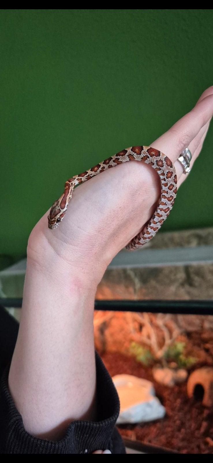 Korenslang bruin Corn Snake - unknown for sale from Melody0804