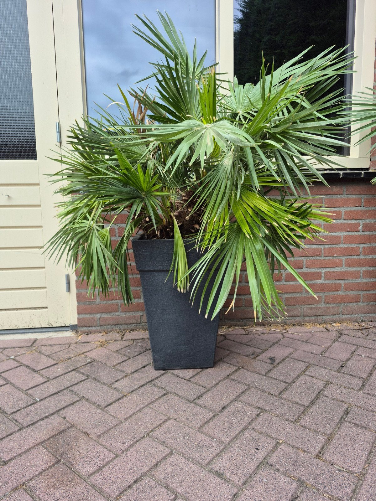 Chamaerops Humilis, Dwergpalm 2 stuks voor €200,- Palmboom, Volle zon, Vaste plant, Bloeit niet, Ophalen