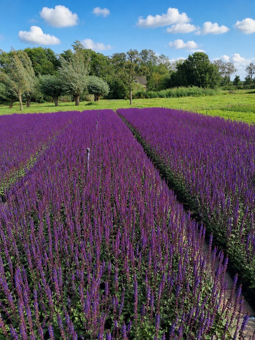 Salvia in 2 liter pot - Prachtige paarse bloemen, Volle zon, Vaste plant, Zomer, Ophalen