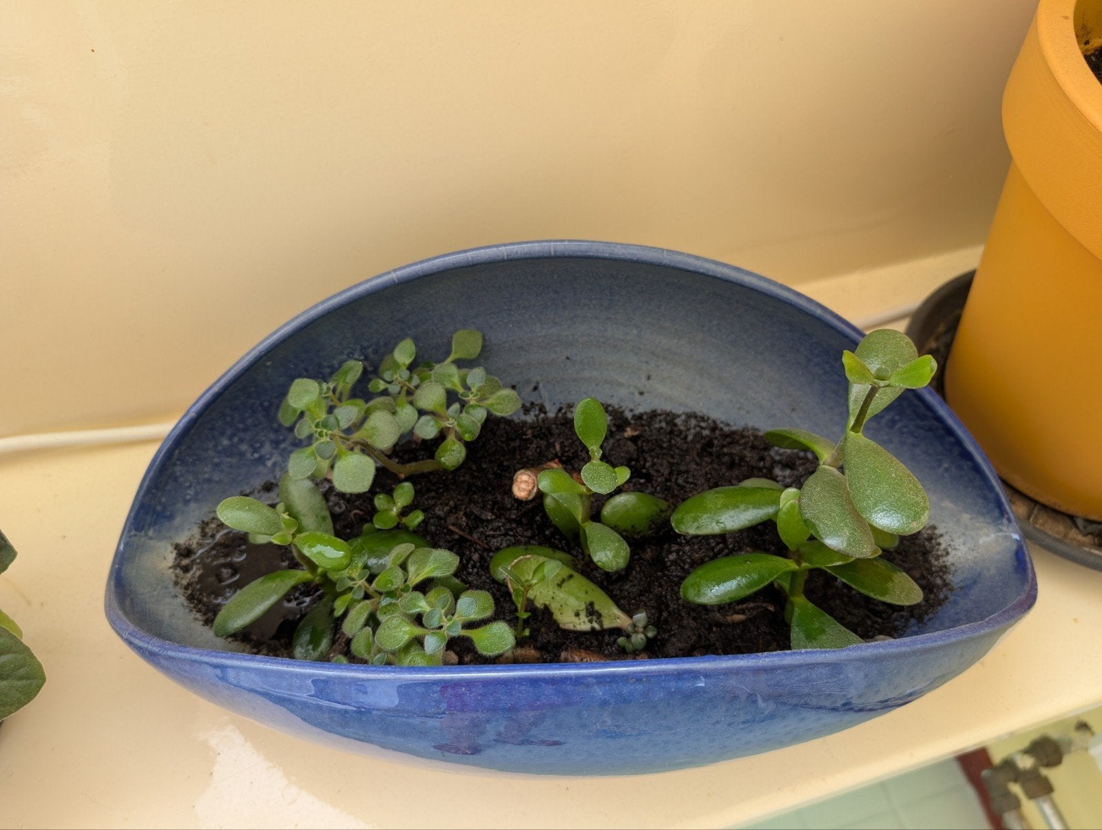 Jade planten en Tree of Love, Ophalen