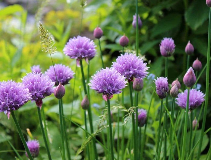 Uit de biologische moestuin: Bieslook, zaden., Tuin en Terras, Bloembollen en Zaden, Zaad, Gehele jaar, Halfschaduw, Ophalen of Verzenden