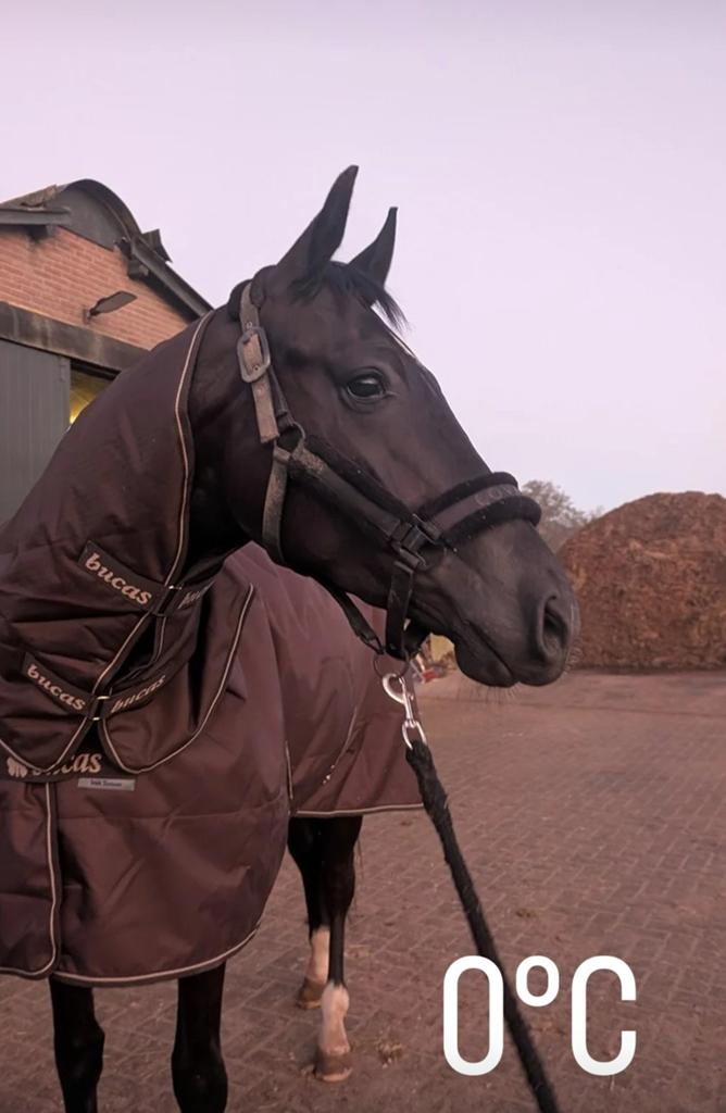 Bucas Irish Turnhout 191, Dieren en Toebehoren, Ophalen of Verzenden, Zo goed als nieuw