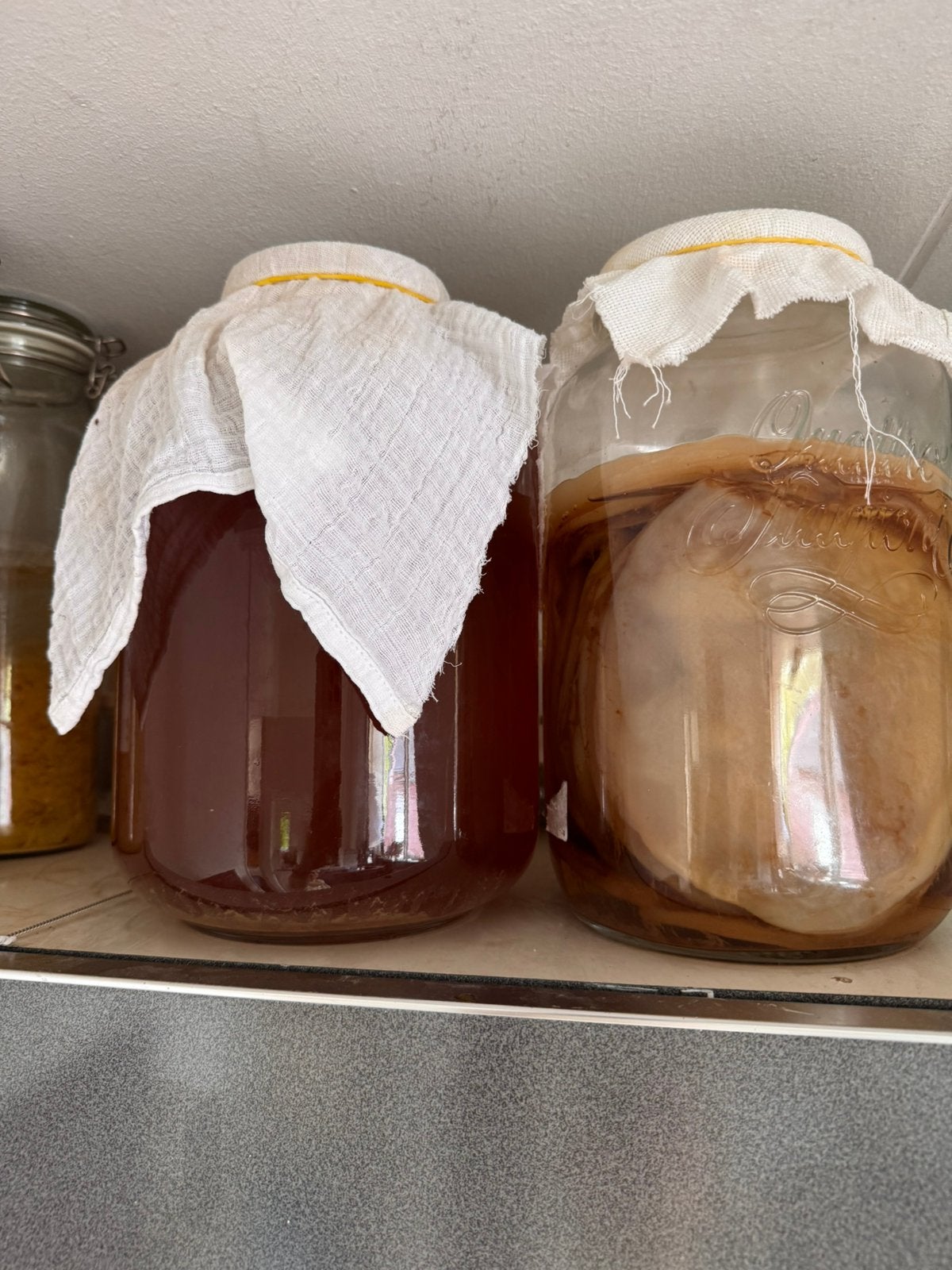 Kombucha starter, Ophalen