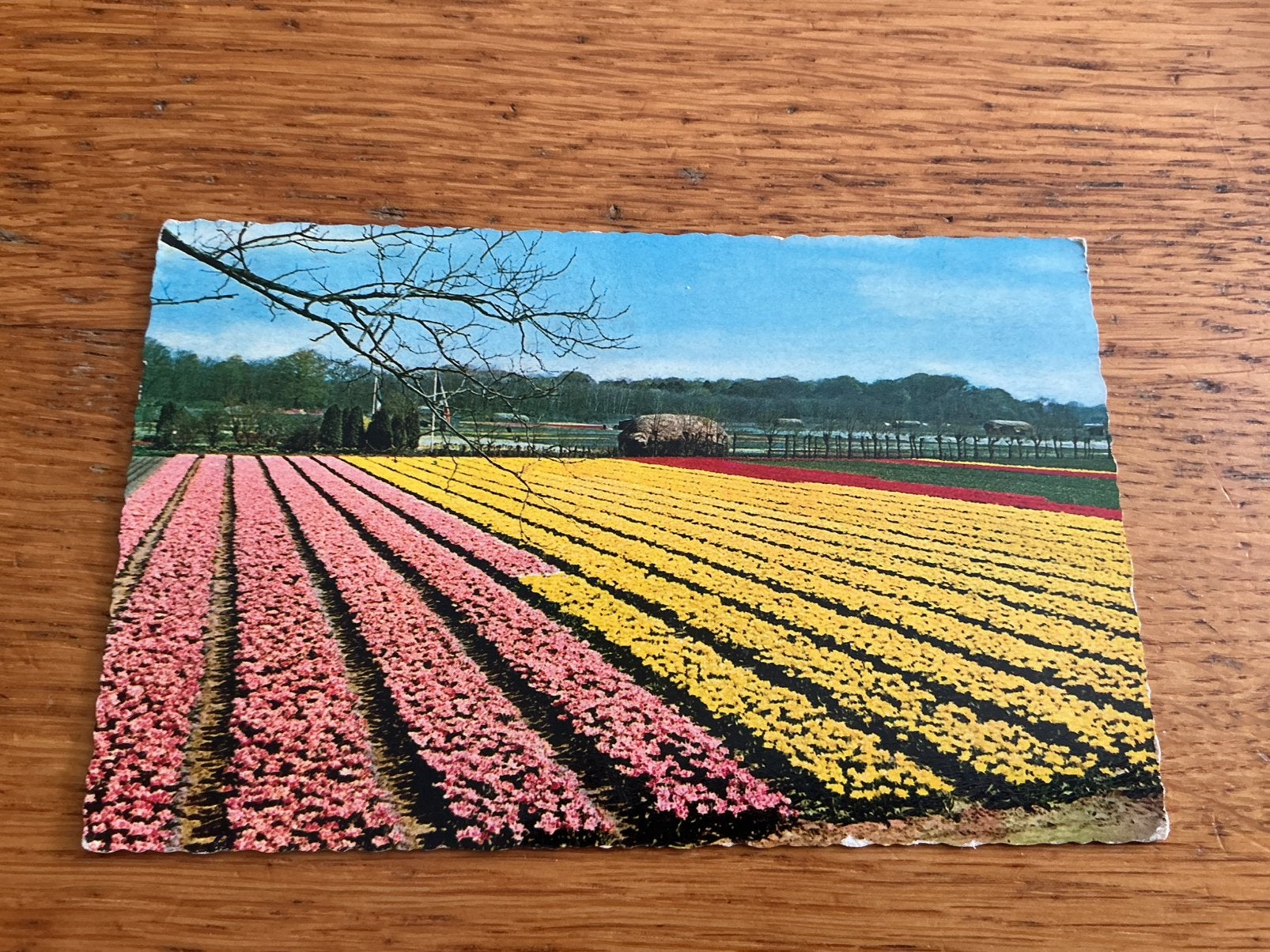 R141 Bloembollenvelden Plakresten, Ophalen of Verzenden