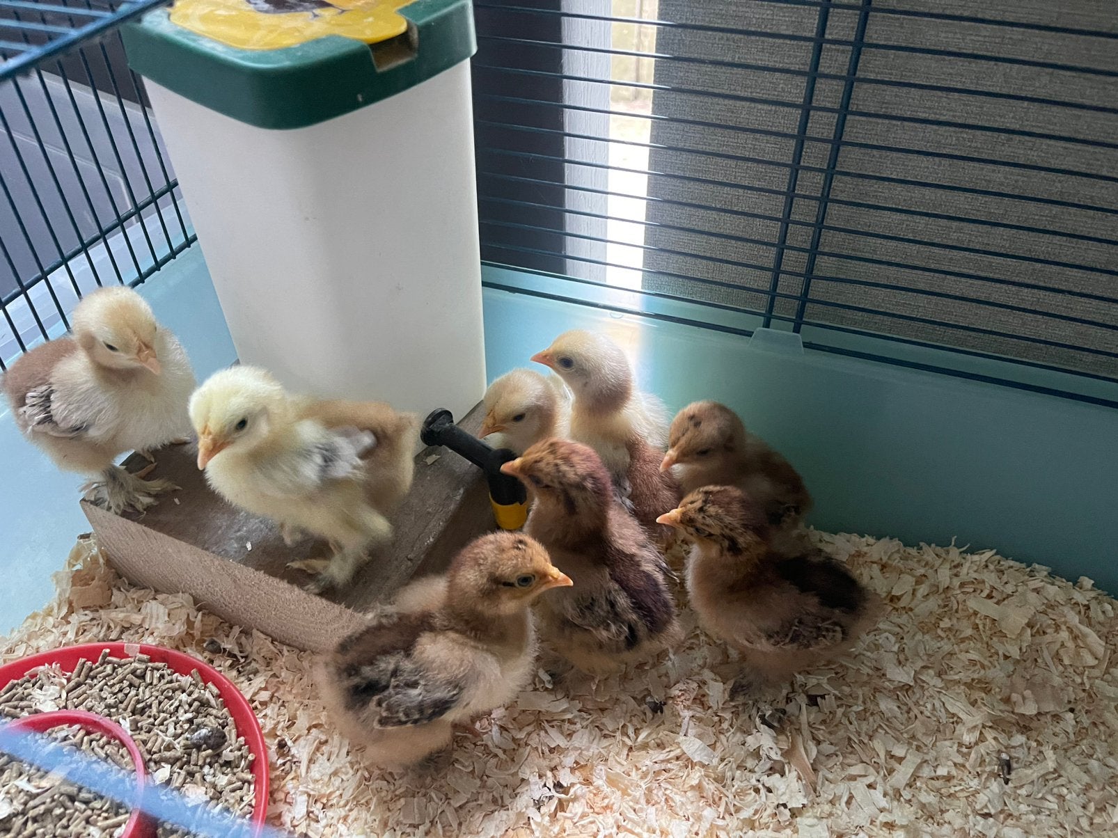Cochin kriel porselein kuikens 8 stuks, Dieren en Toebehoren, Pluimvee, Meerdere dieren, Kip