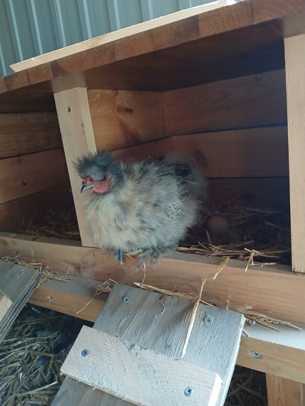 Licht grijs haantje, Dieren en Toebehoren, Pluimvee, Mannelijk, Kip