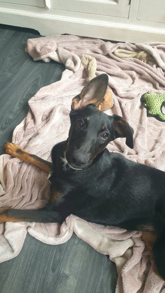 Xena , super slimme pup zoekt fijn thuis, Dieren en Toebehoren, 15 weken tot 1 jaar, Teef, Eén hond, Middel