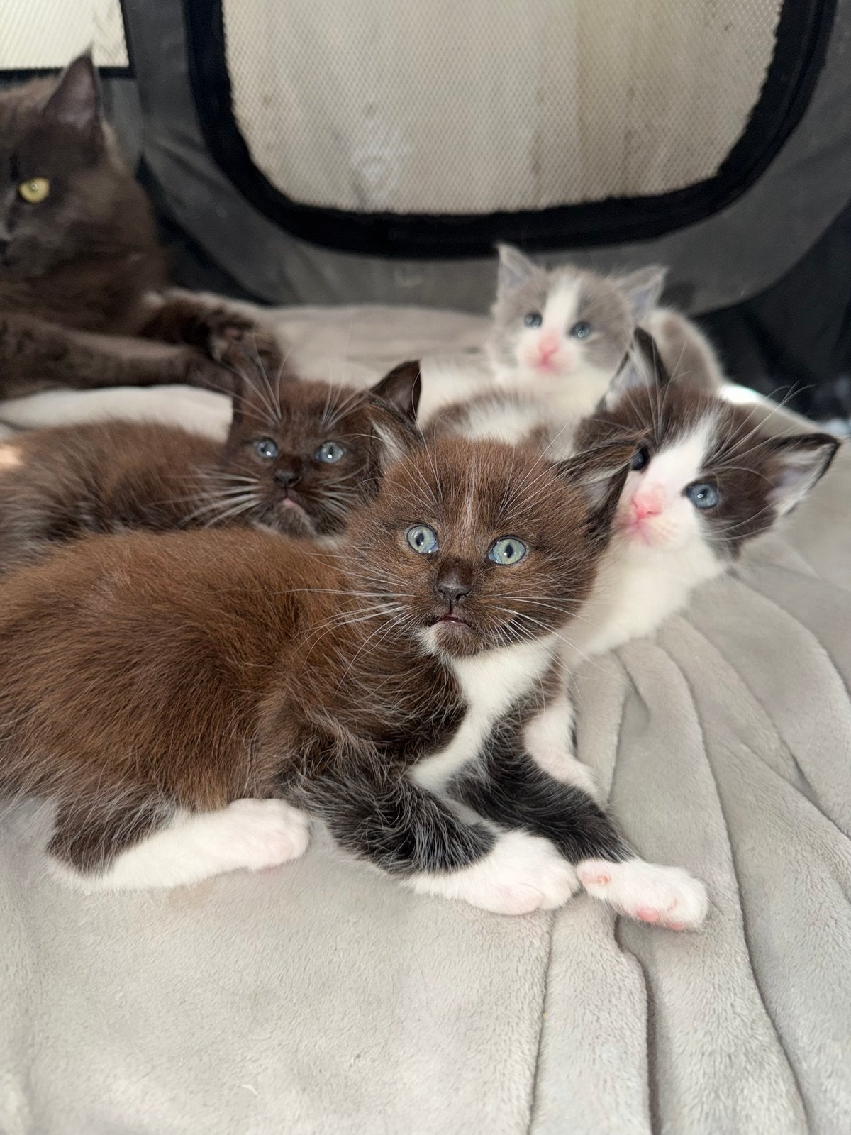 Maine coon kittens, Dieren en Toebehoren, Meerdere dieren, Langharig, 0 tot 2 jaar