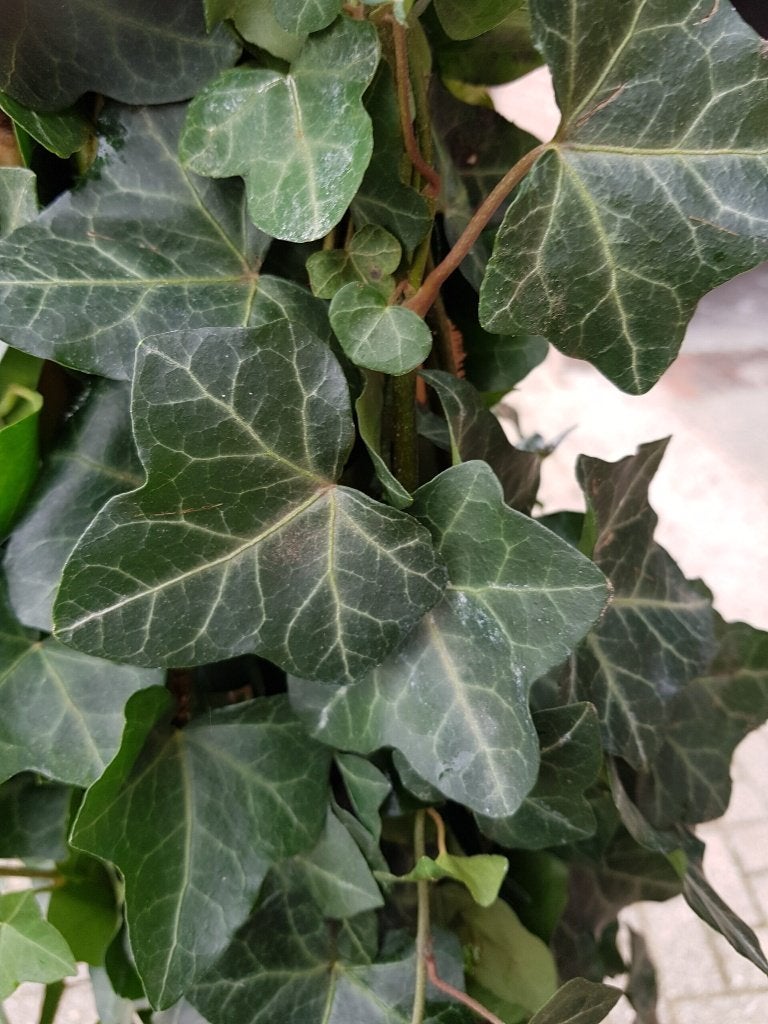Hedera hibernica | Gestokt / Klimop, Ophalen of Verzenden, Overige soorten, Haag, 100 tot 250 cm