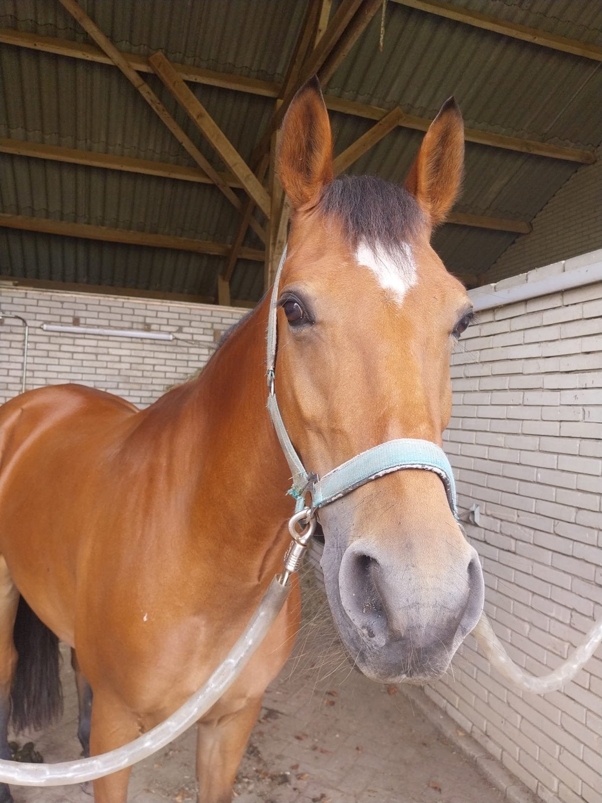 Leuke E pony te koop!, Dieren en Toebehoren, Springpaard, Minder dan 160 cm, Zadelmak, 7 tot 10 jaar