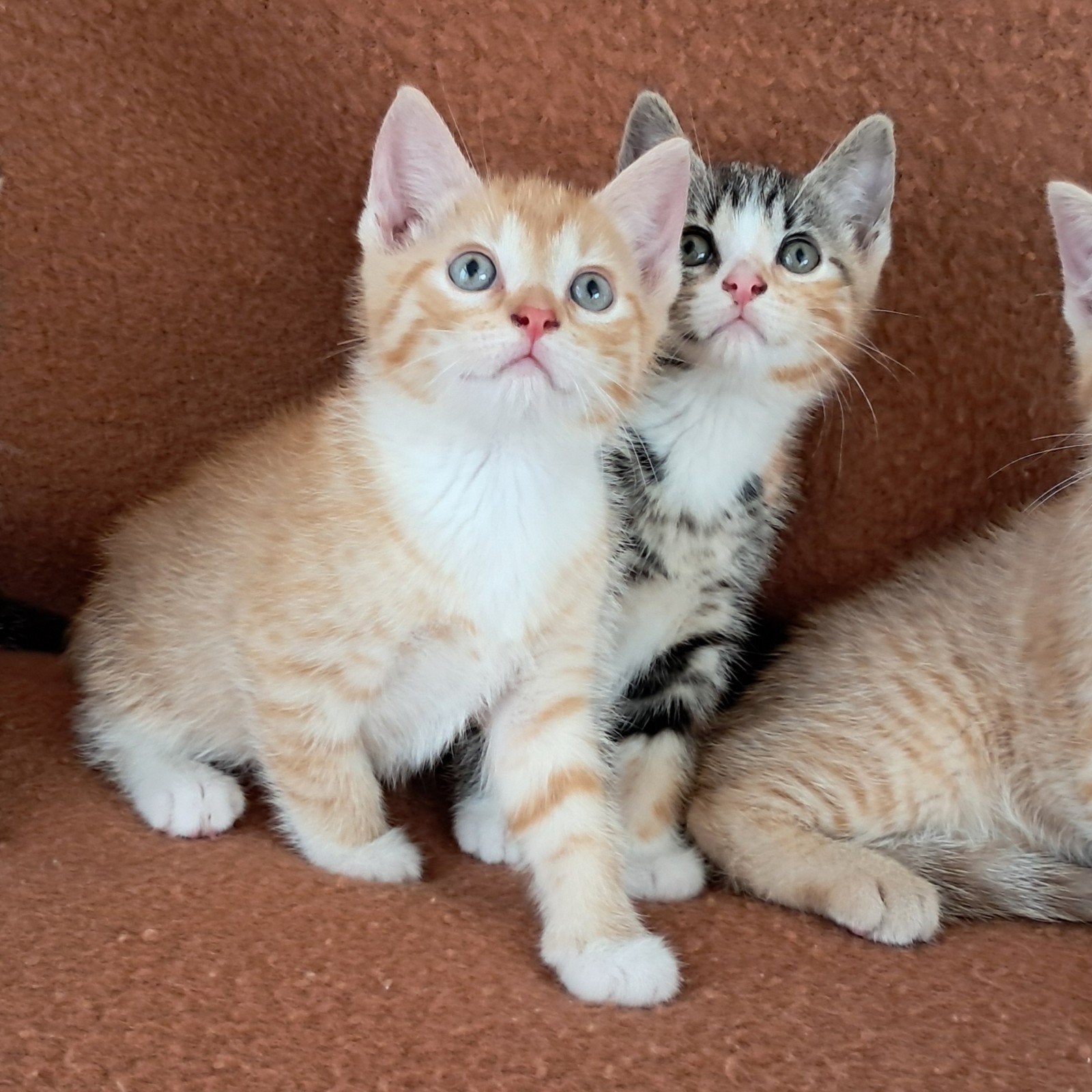 schattige HTKkittens. nog 2 beschikbaar, Dieren en Toebehoren, Katten en Kittens | Overige Katten, Meerdere dieren, Kortharig