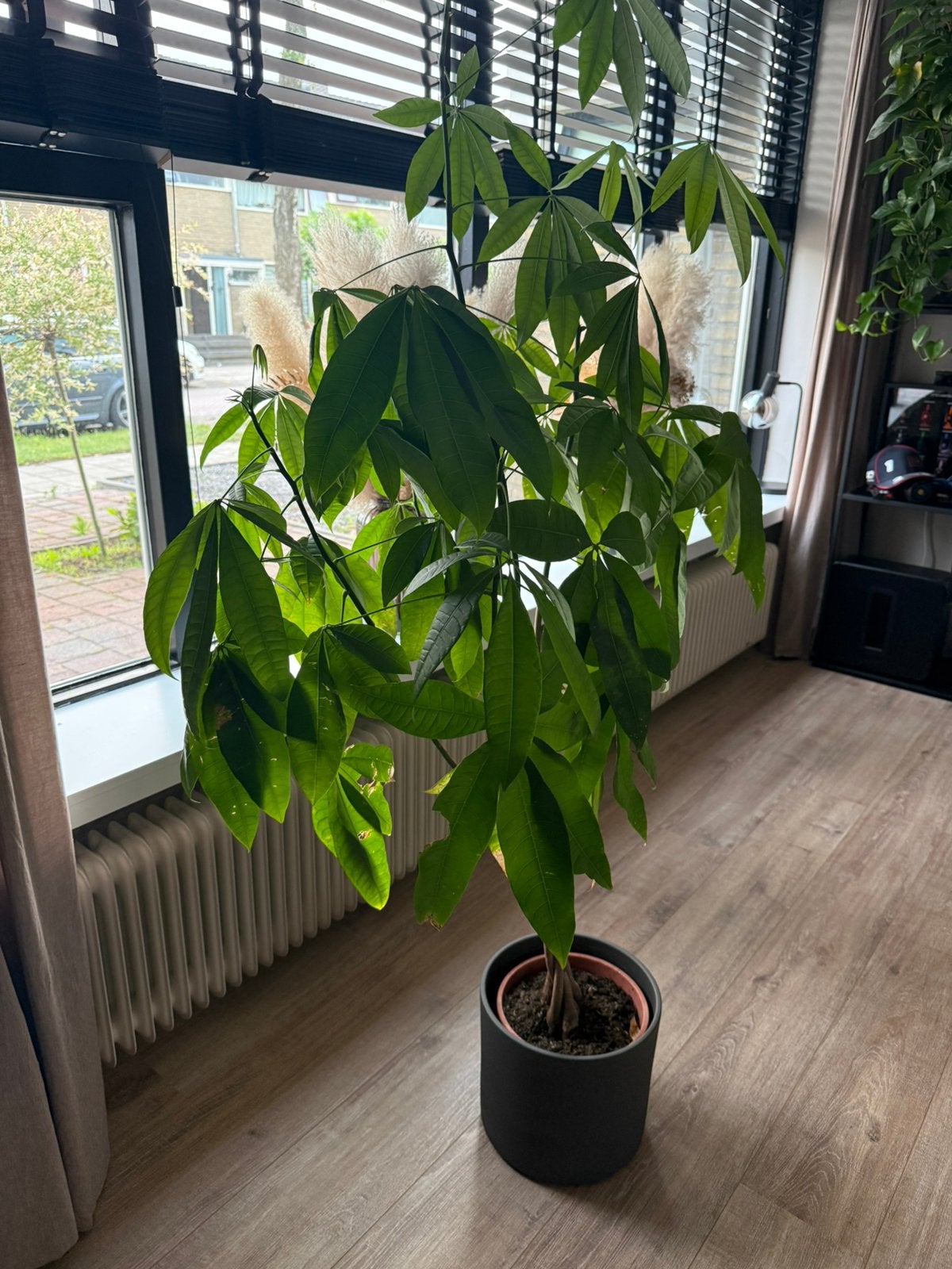 Geldboom, PACHIRA AQUATICA, kamerplant groot, Groene kamerplant, Ophalen, Halfschaduw, 150 tot 200 cm