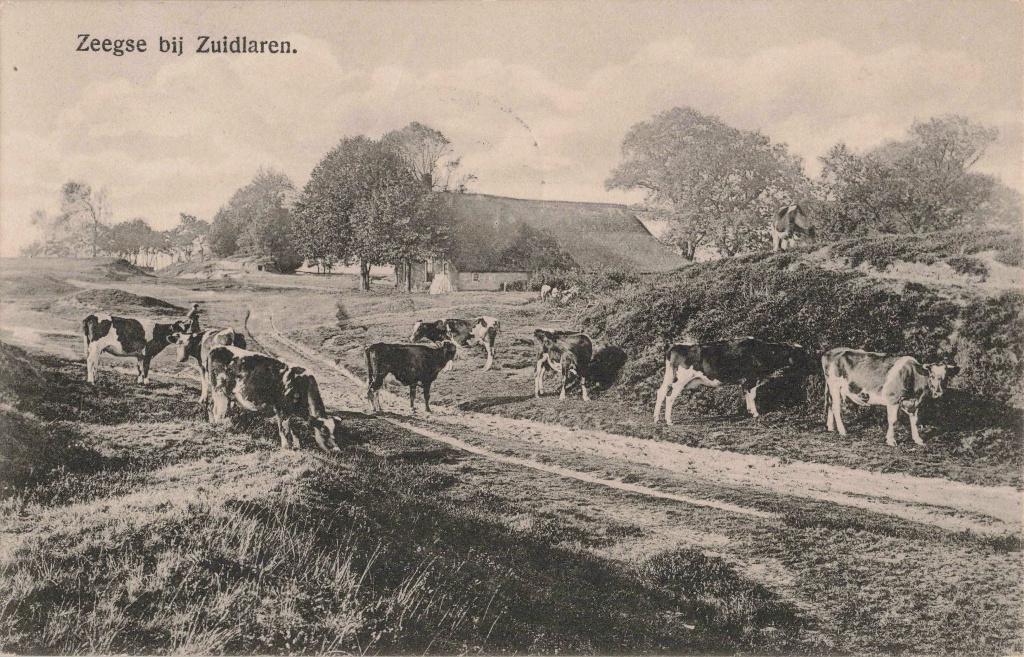 Zuidlaren Zeegse boerderijtje met koeien OM314, Ophalen, 1920 tot 1940, Gelopen, Drenthe
