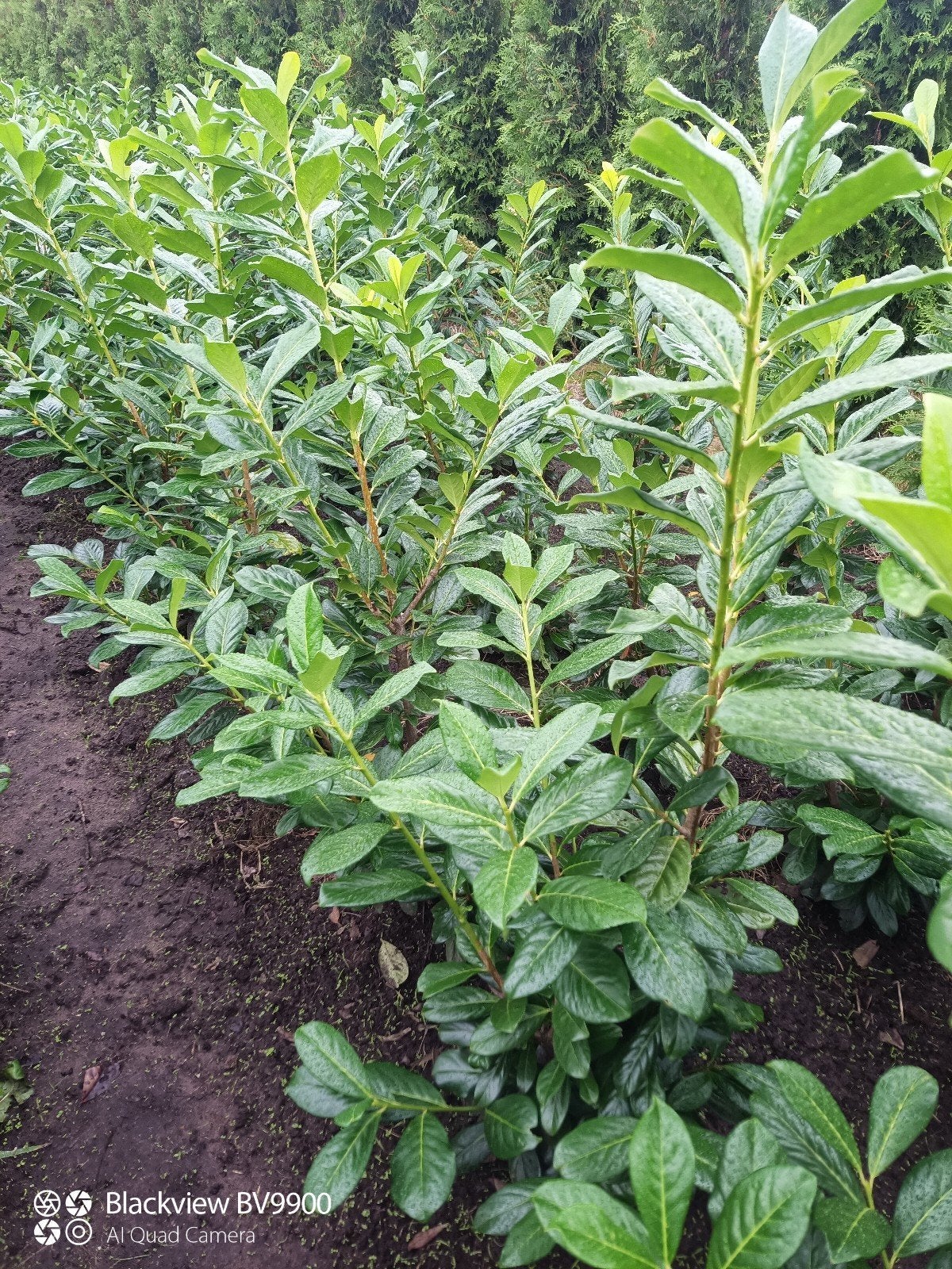 laurier Prunus novita struiken 60 tot 200cm haag planten