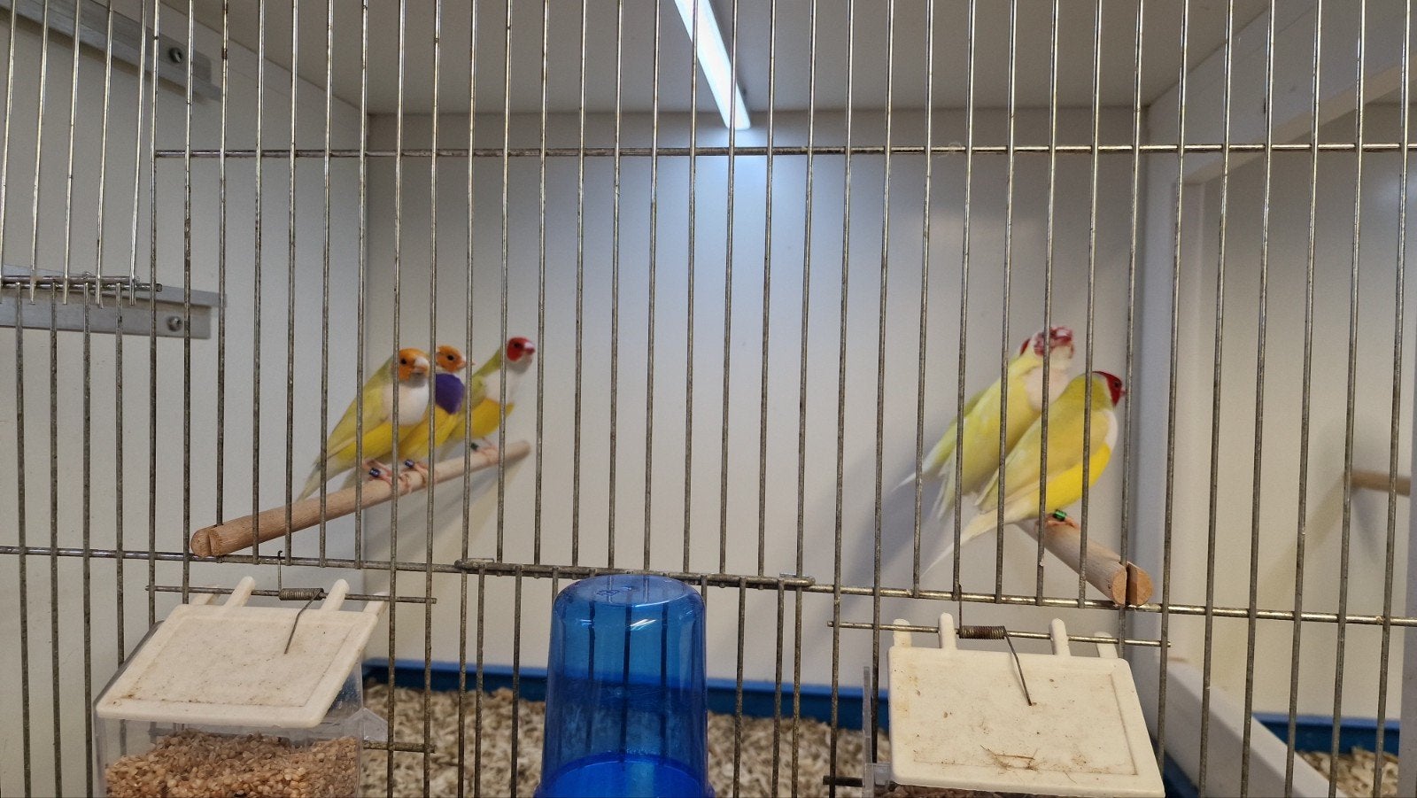 gouldamadines blauw /split / geel / pastel, Meerdere dieren