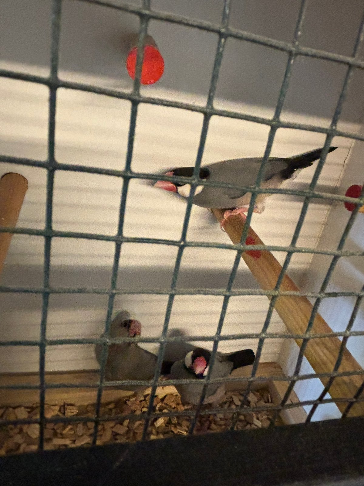 Te Koop 3 rijstvogels, Dieren en Toebehoren, Meerdere dieren