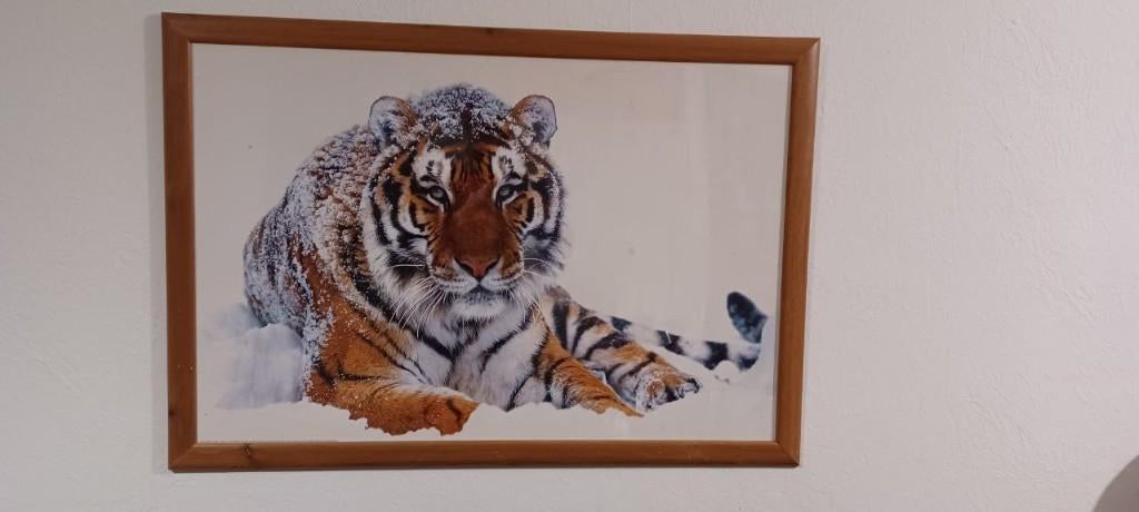 Fotolijst met Siberische tijger!, Audio, Tv en Foto, Fotografie | Fotolijsten, Ophalen of Verzenden, Zo goed als nieuw